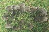 Peltigera canina (L.) Willd. - Пельтигера собачья