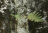 Polypodium vulgaris L. - Многоножка обыкновенная