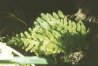 Polypodium vulgaris L. - Многоножка обыкновенная