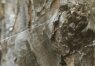 Araneus angulatus - Крестовик угловатый