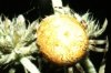 Araneus marmoreus (?) - Крестовик мраморный
