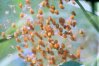 Araneus sp. - Крестовик. Молодые паучки, недавно вышедшие из яйцевого кокона