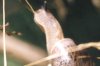 Cepaea nemoralis - Лесная цепея