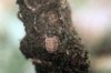 Chelifer cancroides - Книжный ложноскорпион