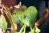 Chelifer cancroides - Книжный ложноскорпион