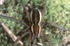 Dolomedes fimbriatus - Охотник каемчатый. Охотится на водомерок и головастиков. В случае опасности прячется в воду