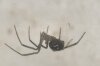 Steatoda (=Teutana) grossa - Синантропный паук