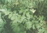 Actaea spicata L. - Воронец колосистый