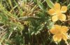 Anemone speciosa Adams ex G.Pritz. - Ветреница видная