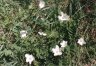Anemone sylvestris L. - Ветреница лесная