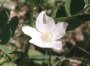 Anemone sylvestris L. - Ветреница лесная