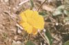 Anthemis marschalliana Willd. - Пупавка Маршалла