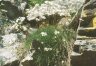 Arenaria (=Eremogone) lychnidea Bieb. - Песчанка горицветная