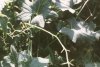 Bryonia alba L. - Переступень белый