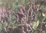 Calluna vulgaris (L.) Hull - Вереск обыкновенный