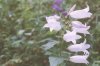 Campanula latifolia L. - Колокольчик широколистный, белая форма
