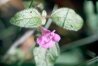 Clinopodium vulgare L. (=Calamintha vulgaris Druce) - Пахучка обыкновенная