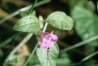 Clinopodium vulgare L. (=Calamintha vulgaris Druce) - Пахучка обыкновенная