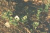 Cornus suecica L. - Дерен шведский