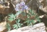 Corydalis solida (L.) Clairv. - Хохлатка плотная