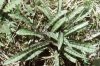Dactylorhiza maculata L. - Пальчатокоренник пятнистый
