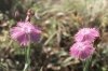 Dianthus fischerii Spreng. (=collinus) - Гвоздика Фишера, или холмовая
