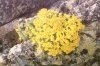 Draba rigida Willd. (=bryoides DC.) - Крупка жесткая, или моховидная