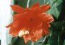 Epiphyllum anguliger G. Don. - Филлокактус угловатый
