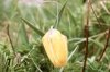 Fritillaria lutea Bieb. (=collina Adams) - Рябчик желтый, или холмовой