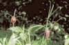 Fritillaria ruthenica Wikstr. - Рябчик русский