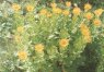 Inula orientalis Lam. (=grandiflora Willd.) - Девясил восточный, или крупноцветковый