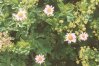 Kemulariella (=Aster) caucasica (Willd.) Tamamsch. - Астра кавказская