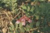 Lathyrus maritimus L. (=aleuticus (Greene) Pobed.) - Чина приморская, японская, или алеутская. (Карелия, Мурм. обл., Кандал. р-н)