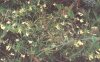 Melampyrum sylvaticum L. - Марьянник лесной