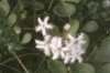 Menyanthes trifoliata L. - Вахта трилистная. (Карелия, Мурм. обл., Кандал. р-н)
