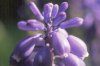 Muscari neglectum Guss. (=racemosum (L.) DC.) - Гадючий лук незамеченный