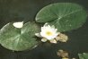 Nymphaea alba candida Presl - Белая кувшинка, или Водяная лилия