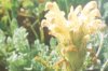 Pedicularis comosa L. (=kaufmannii Pinzger) - Мытник (вшивица) обычный, или Кауфмана