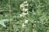 Platanthera bifolia (L.) L. C. Rich. - Любка двулистная