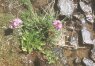 Primula auriculata Lam. - Первоцвет ушковатый