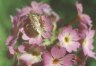 Primula auriculata Lam. - Первоцвет ушковатый с клопом на своем цветке