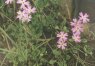 Primula nutans finmarchica (Jacq.) Hult. - Первоцвет норвежский, или поникающий. (Карелия, Мурм. обл., Кандал. р-н)