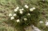 Rhododendron caucasicum Pall. - Рододендрон кавказский