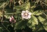 Rubus arcticus L. - Княженика, или Поленика. (Карелия, Мурм. обл., Кандал. р-н)