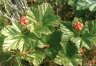 Rubus chamaemorus L. - Морошка. (Карелия, Мурм. обл., Кандал. р-н)