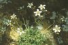 Saxifraga juniperifolia Adams. - Камнеломка можжевелолистная
