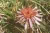 Taraxacum porphyranthum Boiss. - Одуванчик пурпурноцветковый