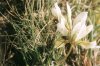 Trifolium (=Lupinaster) polyphyllum C.A.Mey. - Клевер многолистный