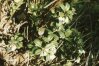 Vaccinium vitis-idaea L. - Брусника