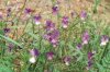 Viola tricolor L. - Фиалка трехцветная